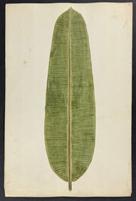 Original Watercolor of Palm Leaf