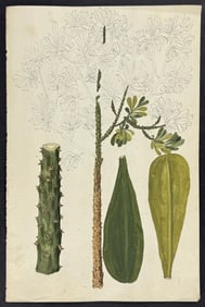 Original Watercolor of Cactus