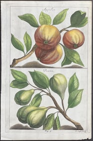 Cause - Apple, Pear