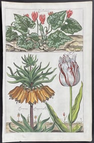 Cause - Tulip, Crown Imperial Lily, Cyclamen