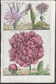Cause - Peony, Crocus