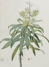 Redoute, Folio - Song of India (Dracaena Reflexa)