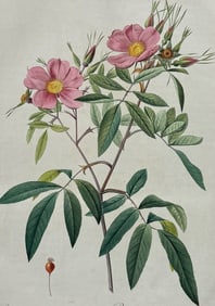 Redoute, Folio - Rose - Rosa hudsoniana salicifolia