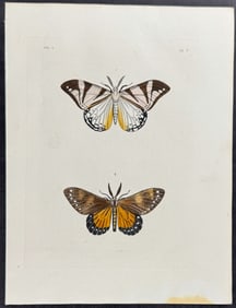 Drury - Moths. 5