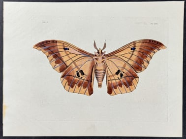Drury - Moth. 25