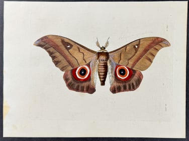 Drury - Moth. 24