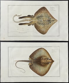 Bloch, Folio - Pair of Ray Engravings
