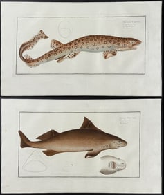 Bloch, Folio - Pair of Shark Engravings