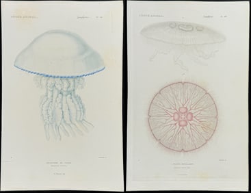Cuvier - 4 Jellyfish Engravings