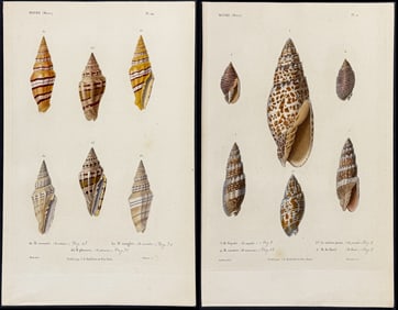 Keiner - 8 Shell Engravings