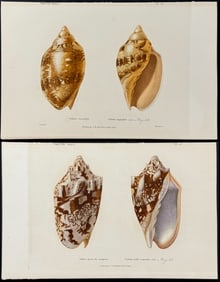 Keiner - 4 Shell Engravings