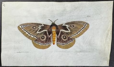 Shaw & Nodder, On Vellum - African Peacock-Moth. 830