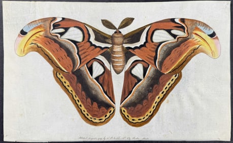 Shaw & Nodder, On Vellum - Atlas Moth. 2