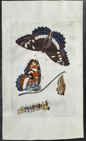 Shaw & Nodder, On Vellum - Poplar Butterfly. 846