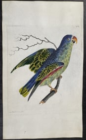 Shaw & Nodder, On Vellum - Blue-green Parrot. 769