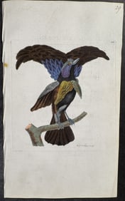 Shaw & Nodder, On Vellum - Superb Paradise-Bird. 1021