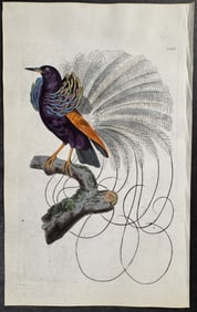 Shaw & Nodder, On Vellum - Vaillantian Paradise-Bird. 1025