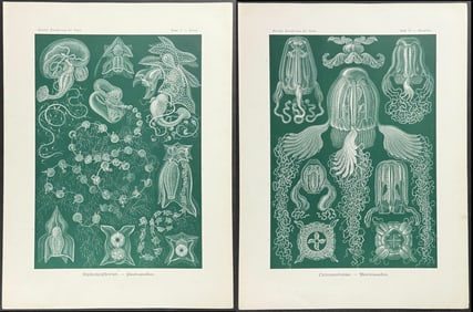 Haeckel - Pair of Natural History Prints