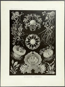 Haeckel - Fungi; Ascomycetes. 73