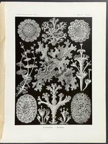 Haeckel - Lichen; Lichenes. 83