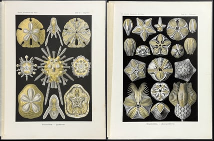 Haeckel - Pair of Natural History Prints