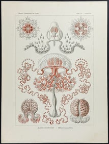 Haeckel - Athecate Hydroids; Anthomedusae. 46