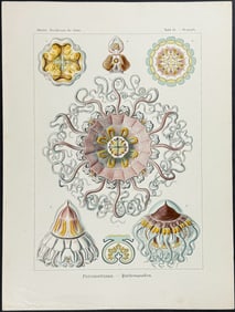 Haeckel - Jellyfish; Peromedusae. 38