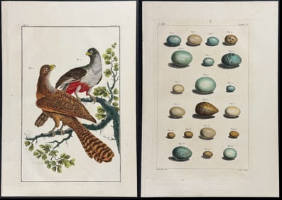 Buchoz - 4 Engravings of Birds & Eggs