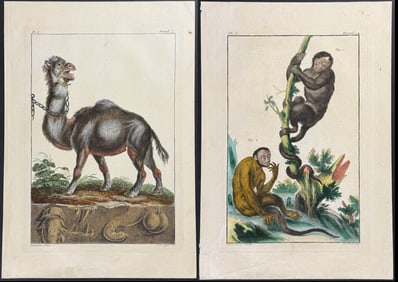 Buchoz - 7 Engravings of Quadrupeds: Monkey, Camel, Sheep, Opossum, Mole, Wild Cats, Bull or Cow