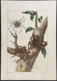 Buchoz - Bird-eating Spider, Tarantula. 5