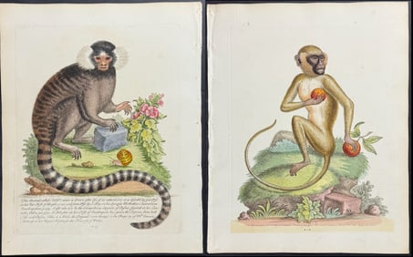 Edwards - Pair of Monkey & Lemur Engravings