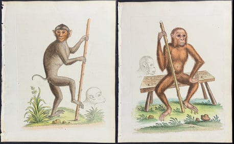 Edwards - Pair of Monkey Engravings (Man of the Woods)