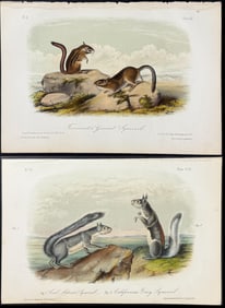 Audubon - 4 Squirrel Lithographs