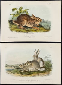 Audubon - 4 Hare Lithographs
