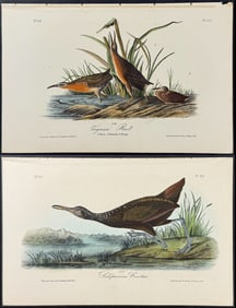 Audubon - 4 Marsh Hen, Rail, & Courlan Lithographs