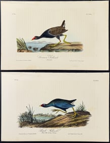 Audubon - 3 Gallinule or Coot Lithographs