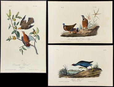 Audubon - 3 Dove or Pigeon Lithographs