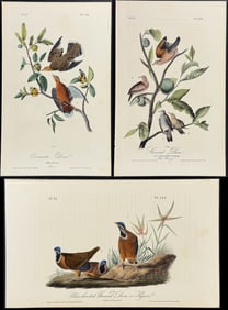 Audubon - 3 Dove or Pigeon Lithographs