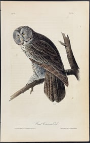 Audubon - Great Cinereous Owl. 35