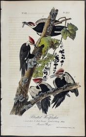 Audubon - Pileated Woodpecker. 257