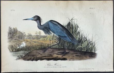 Audubon - Blue Heron. 372