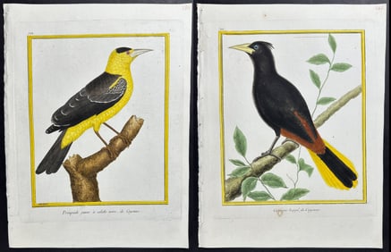 Martinet & Buffon - 10 Bird Engravings (Troupial, Cacique, Barbet)