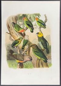 Reichenow - Parrots & Love-Birds. 20