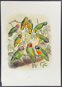Reichenow - Parrots. 25