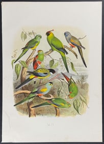 Reichenow - Parrakeets. 23