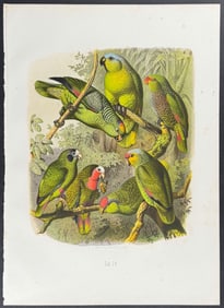 Reichenow - Amazon Parrots. 19