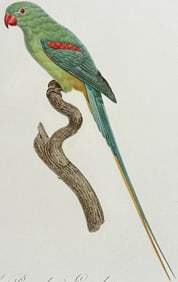 Barraband - Parrot. 73
