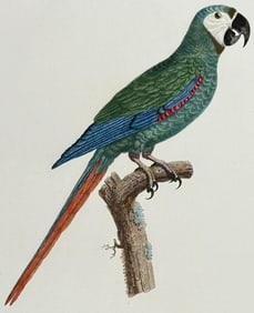 Barraband - Ara or Macaw. 8