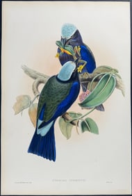 Gould - Temminck's Roller