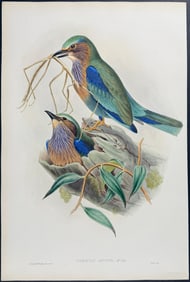 Gould - Burmese Roller